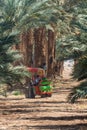 Plantation of Phoenix dactylifera, commonly known asÃÂ dateÃÂ orÃÂ date palm trees in Arava and Negev desert, Israel, cultivation